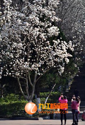 玉兰