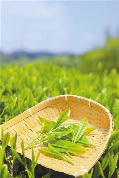 茶是家庭酒精
