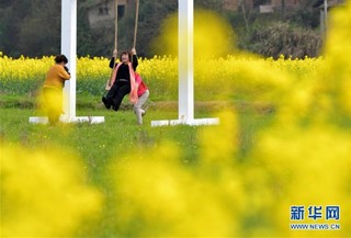 （美丽中国）（4）赣西大地 油菜花开