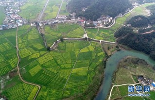 （美丽中国）（6）赣西大地 油菜花开